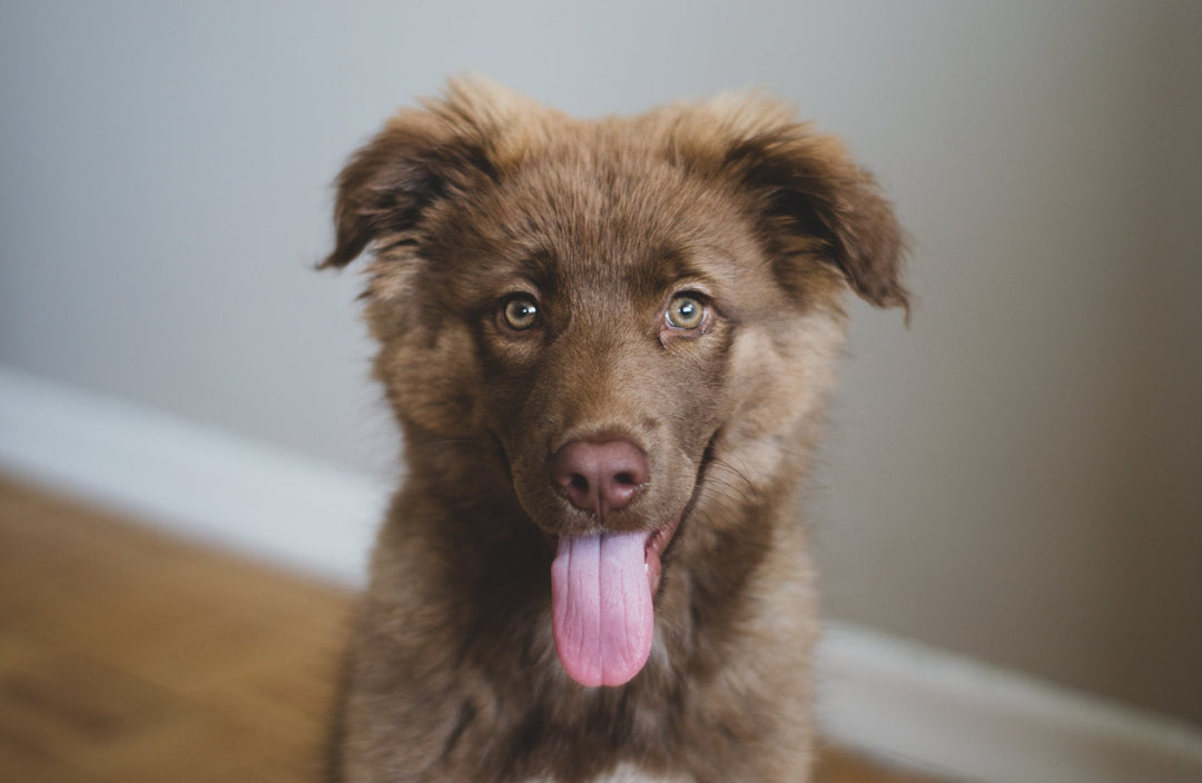 Marketplace Pet Products
