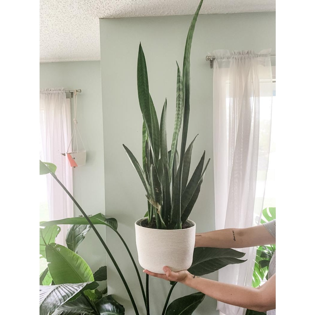 Little Love Home, Rope 8" Planter